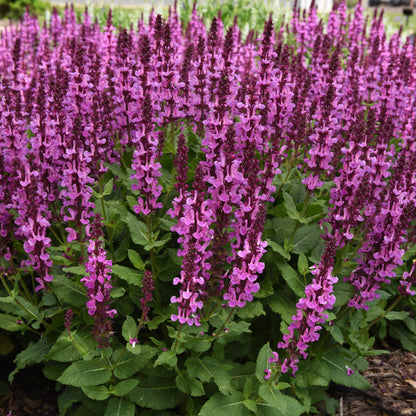 'Rose Marvel' Meadow Sage