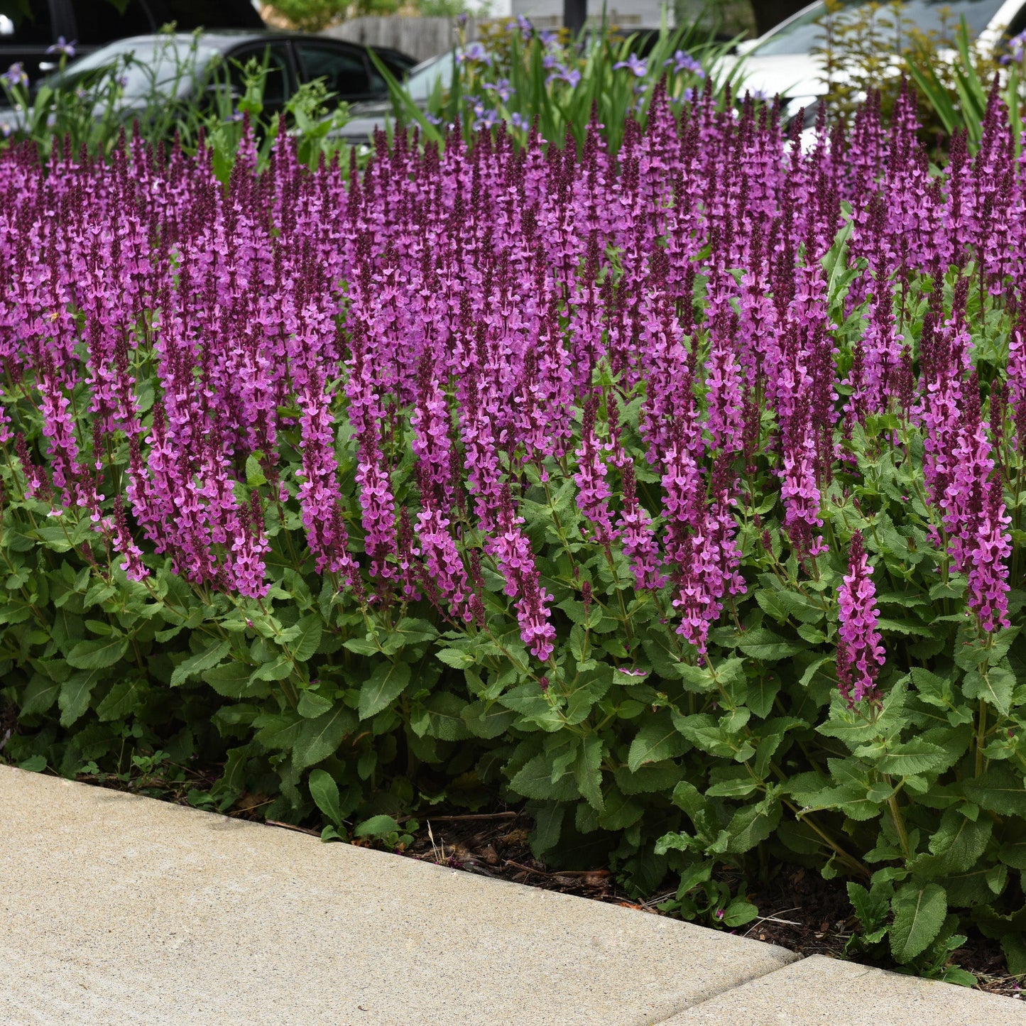 'Rose Marvel' Meadow Sage