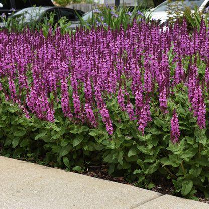 'Rose Marvel' Meadow Sage