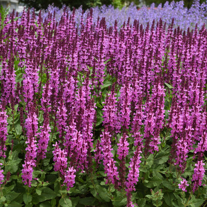 'Rose Marvel' Meadow Sage