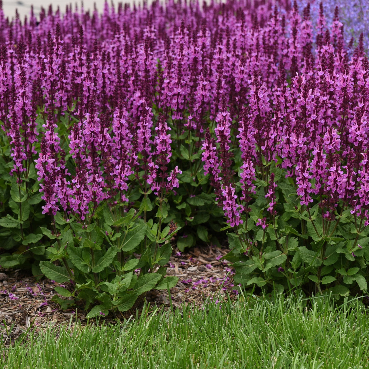 'Rose Marvel' Meadow Sage