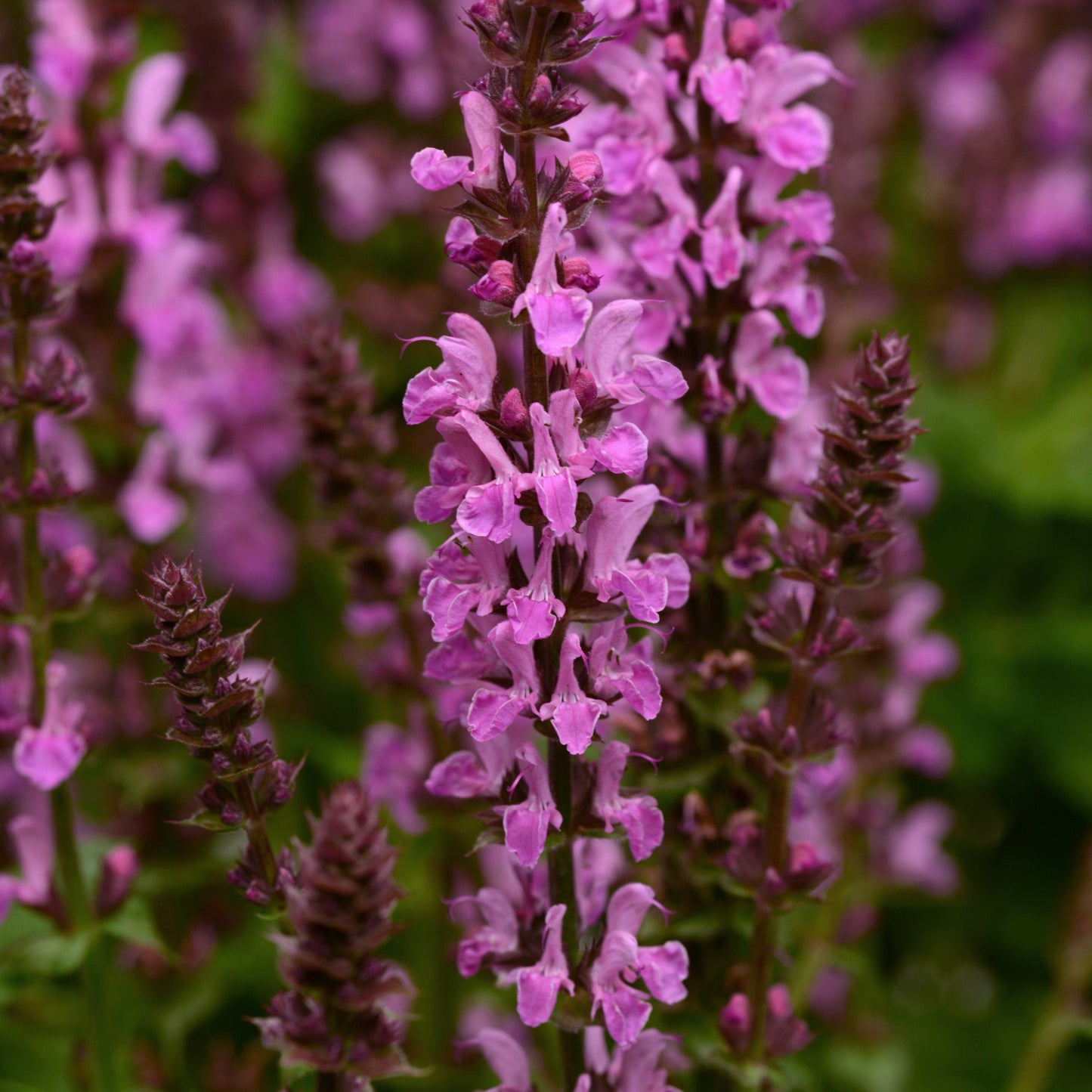 'Rose Marvel' Meadow Sage