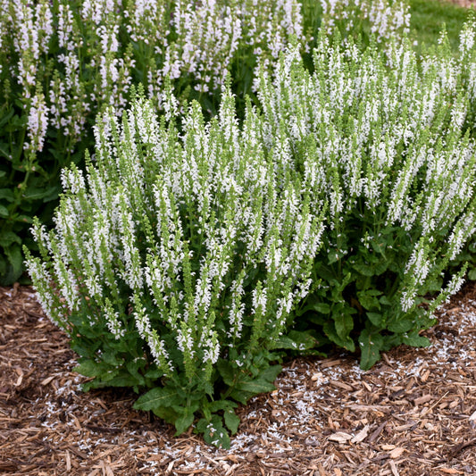 White Profusion' Perennial Salvia