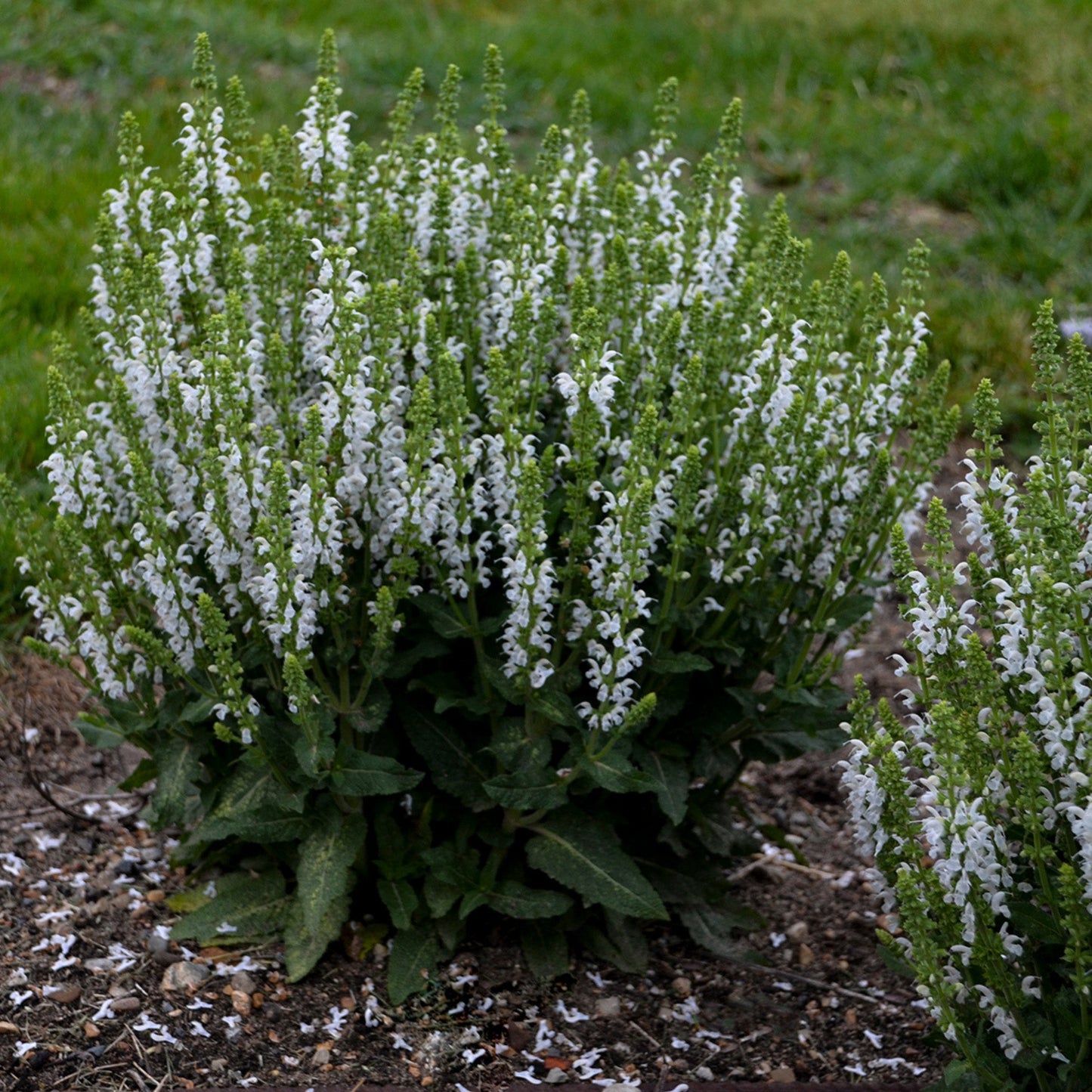 White Profusion' Perennial Salvia