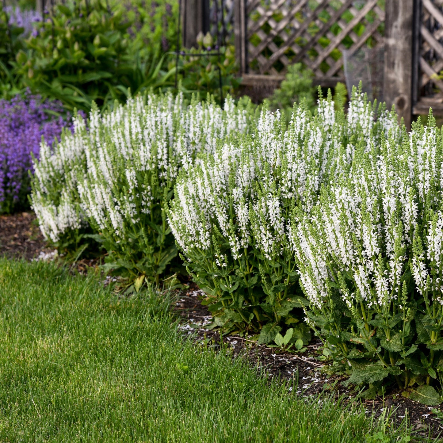 White Profusion' Perennial Salvia