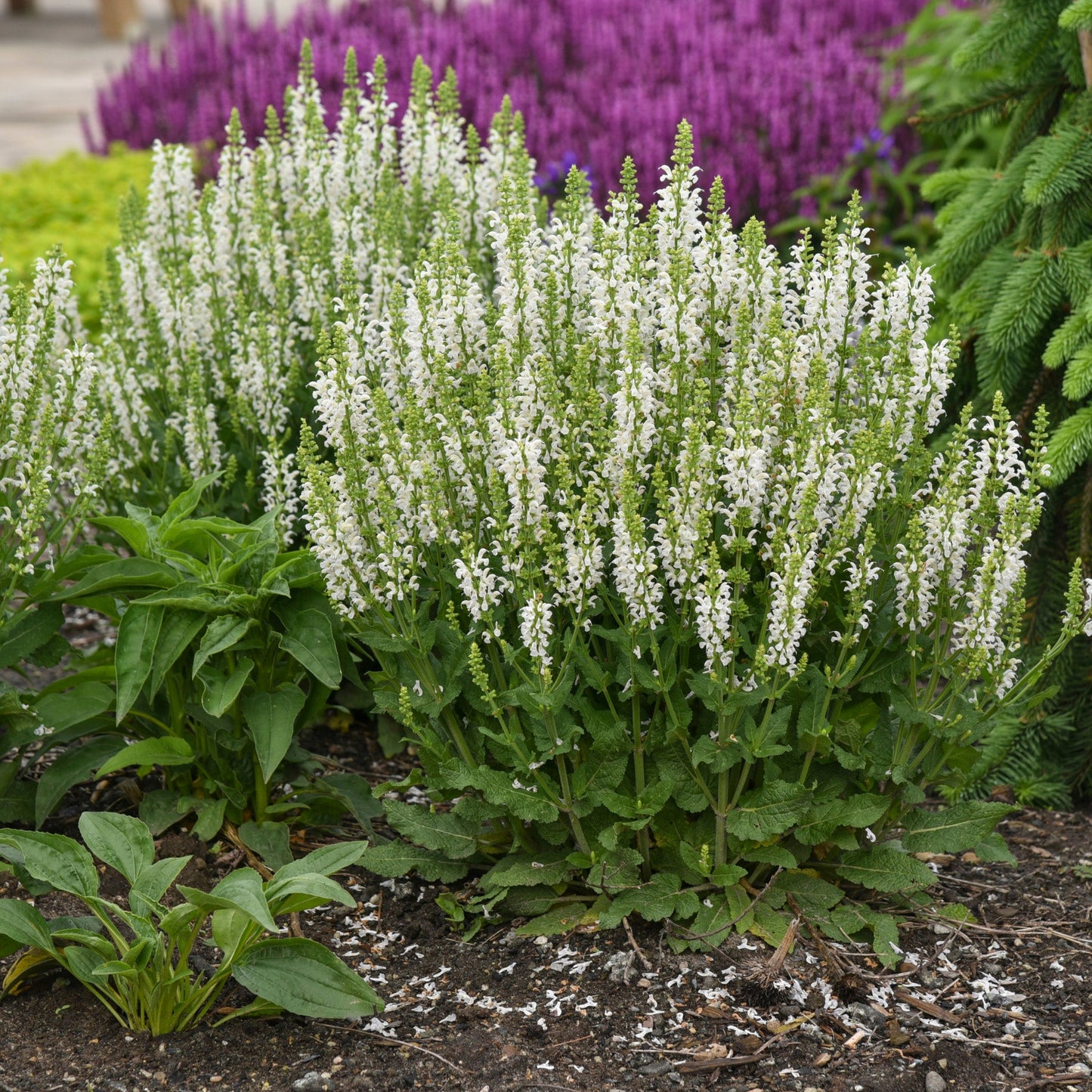 White Profusion' Perennial Salvia