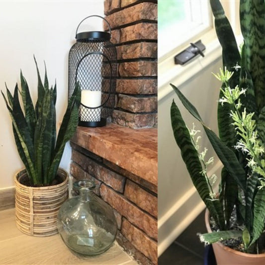 Snake Plant 'Black Coral'