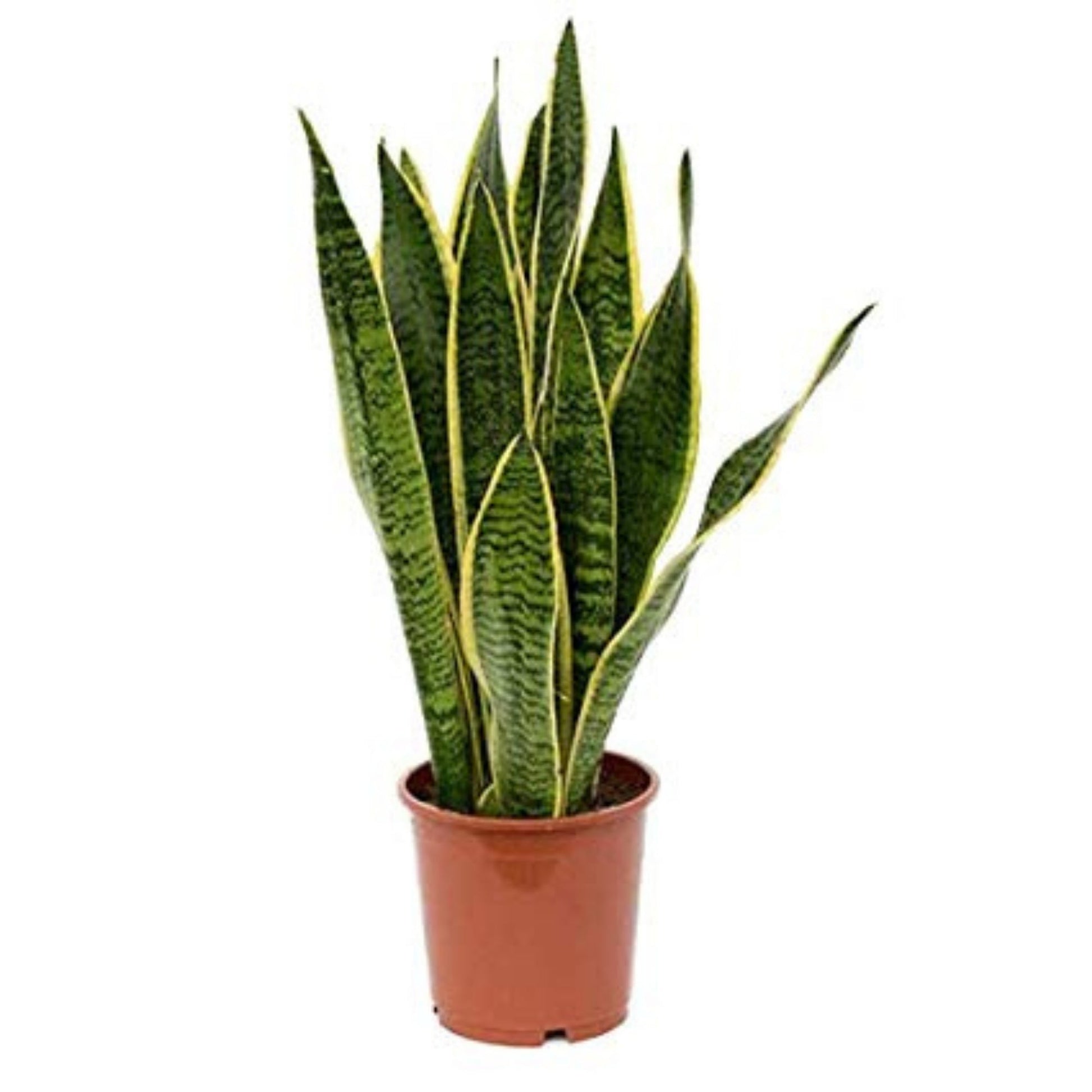 plante sansevieria Snake Plant 'Laurentii' – Jardineries Botanix