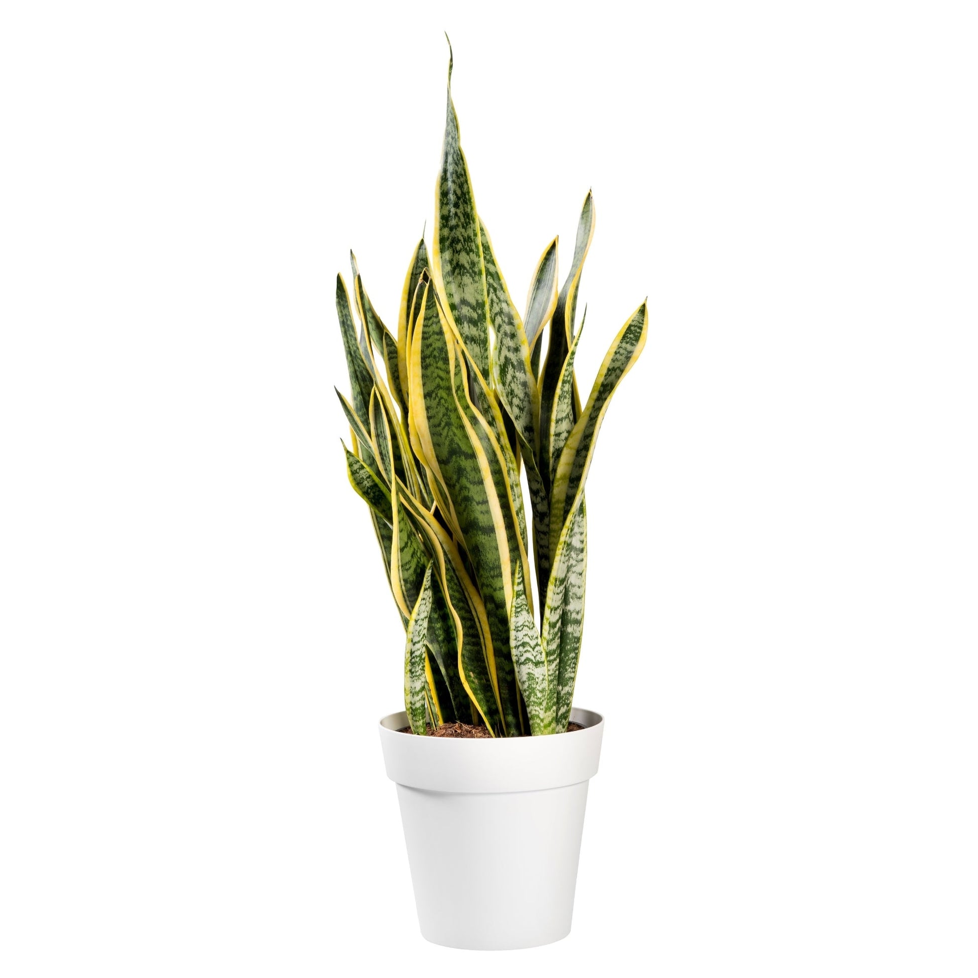 dracaena trifasciata laurentii Snake Plant 'Laurentii' – Jardineries Botanix