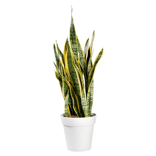 Snake Plant 'Laurentii'