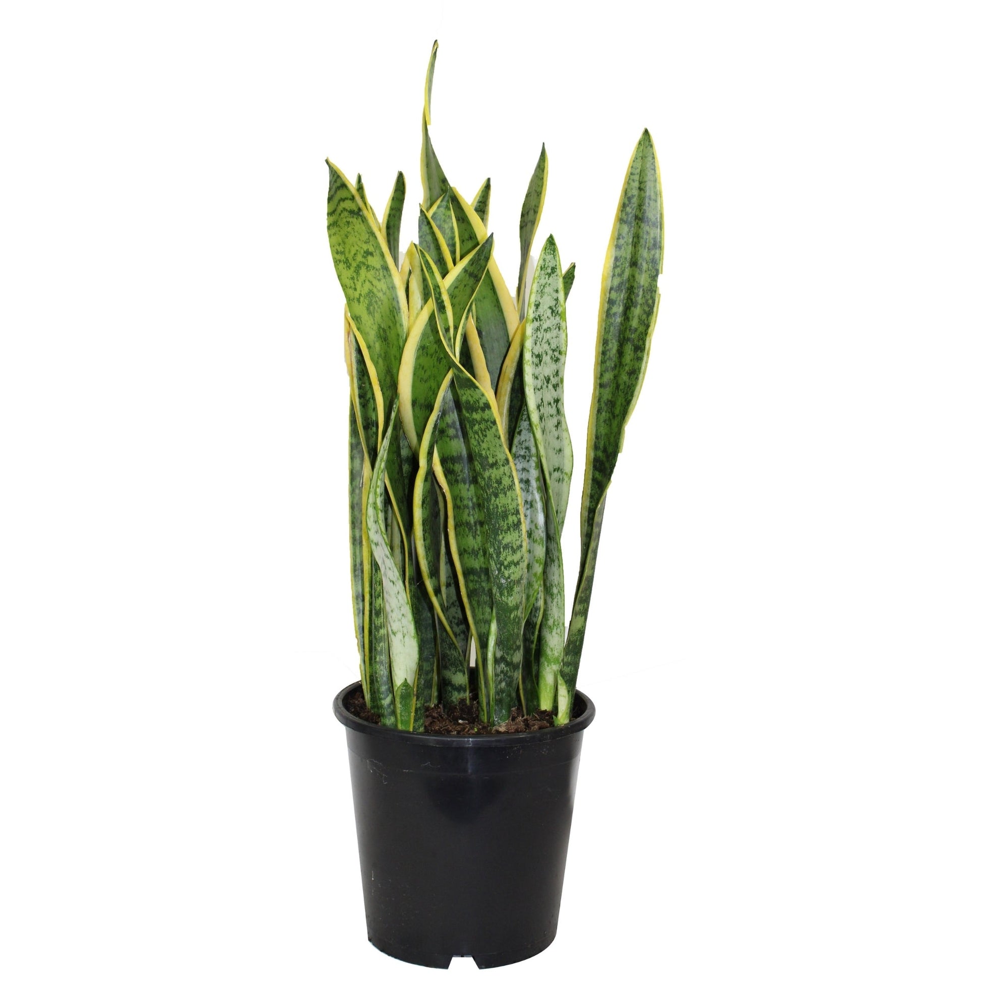 snake plant là cây gì Snake Plant 'Laurentii' – Jardineries Botanix
