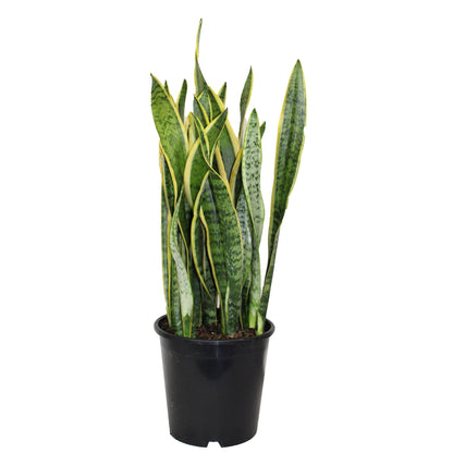 Snake Plant 'Laurentii'