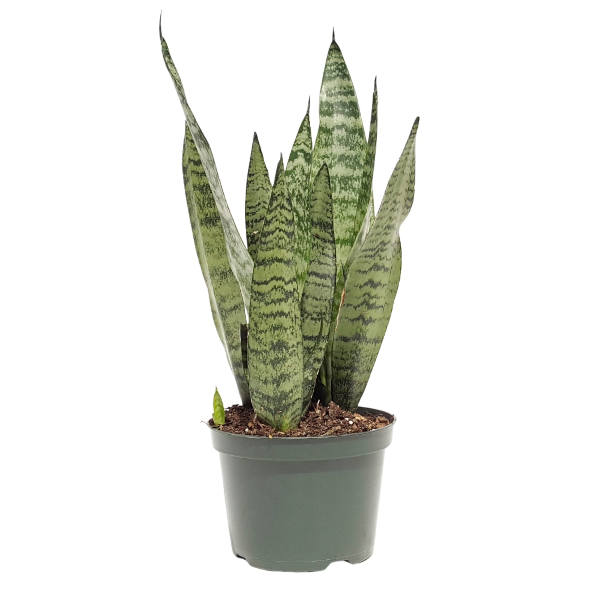 snake plant zebra Snake Plant 'Zeylanica' – Jardineries Botanix