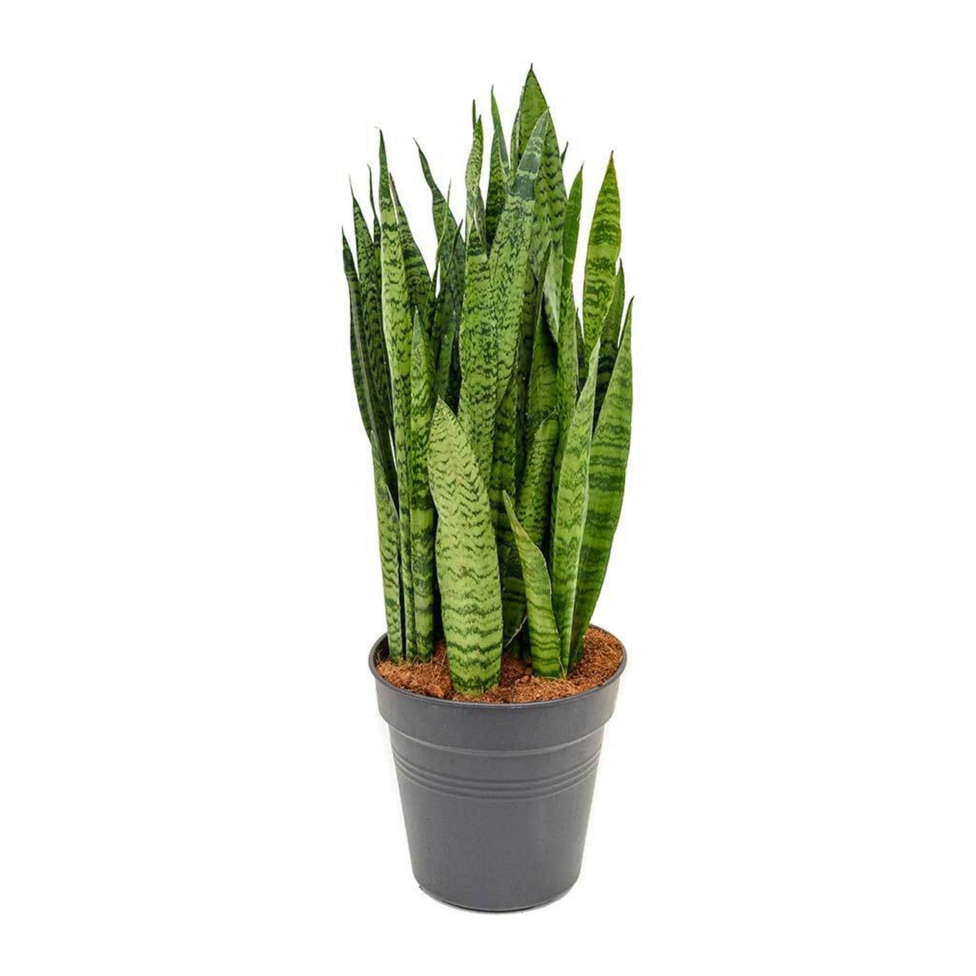 snake plant in spanish Snake Plant 'Zeylanica' – Jardineries Botanix
