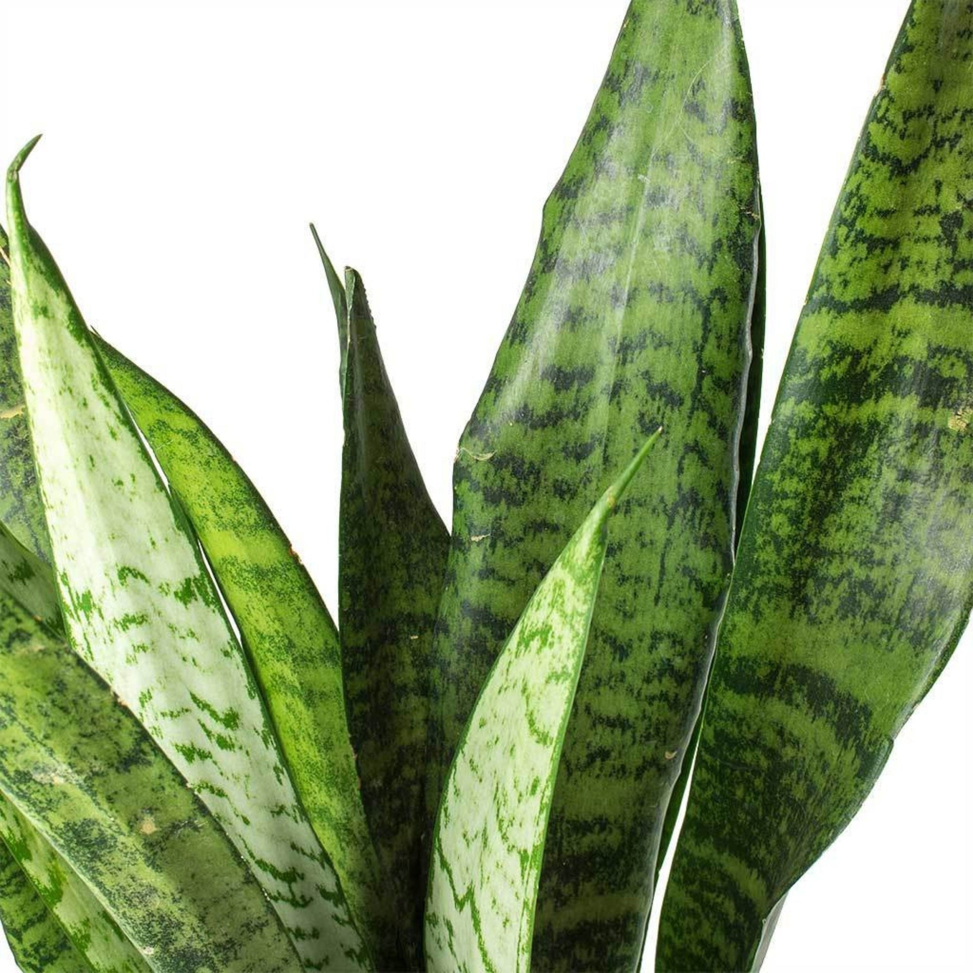 snake finger plant Snake Plant 'Zeylanica' – Jardineries Botanix