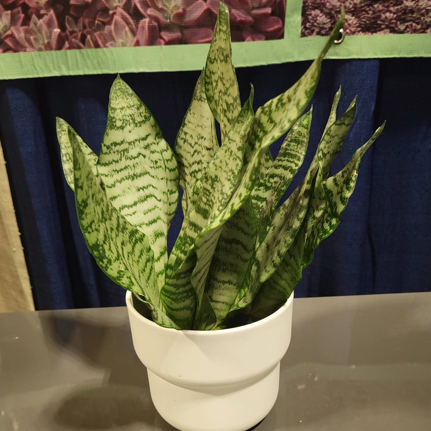 Snake Plant 'Black Coral'