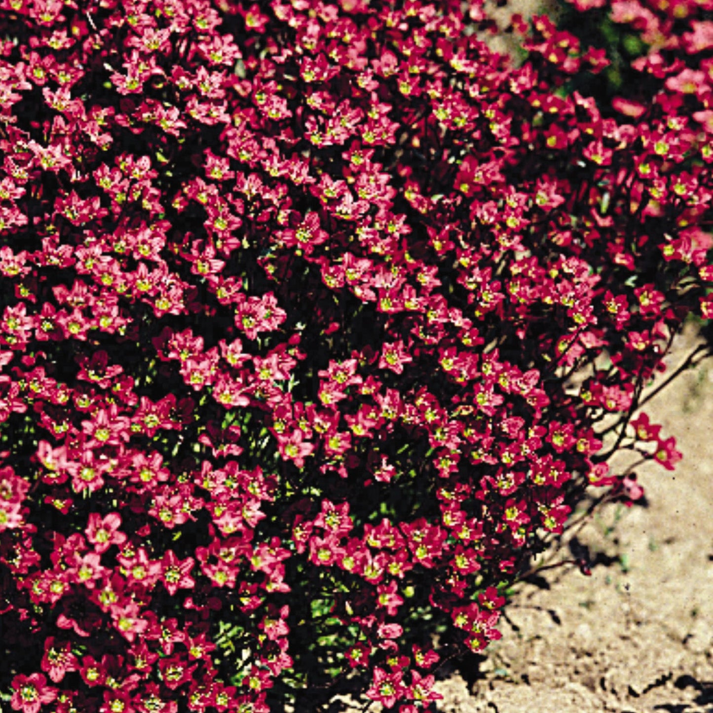 Saxifrage 'Purple Robe'