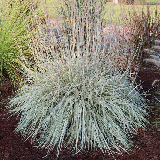 SHINING STAR™ Little Bluestem