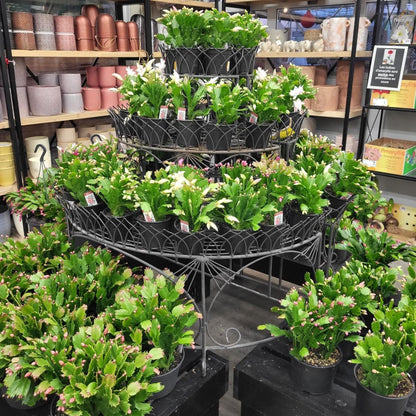 Schlumbergera spp. - Holiday Cactus (Christmas Cactus)