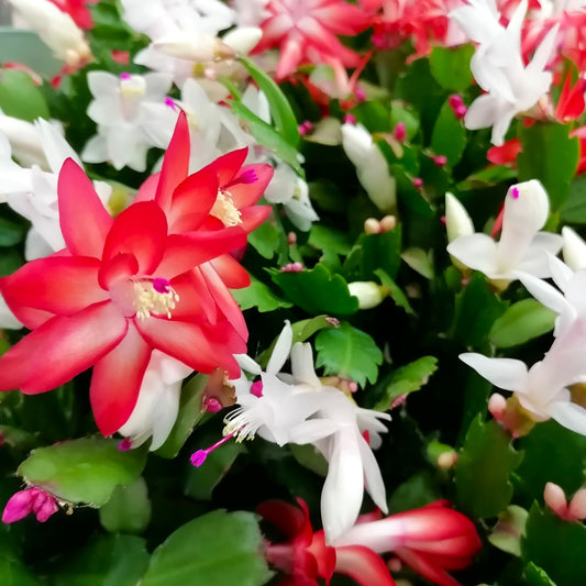 Schlumbergera spp. - Cactus de Noël (Cactus des Fêtes)