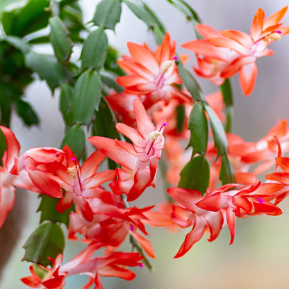 Schlumbergera spp. - Holiday Cactus (Christmas Cactus)