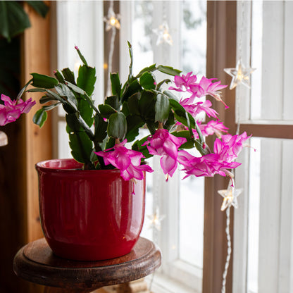 Schlumbergera spp. - Holiday Cactus (Christmas Cactus)
