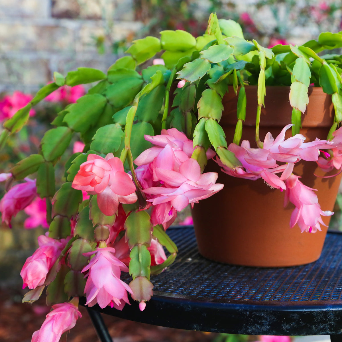 Schlumbergera spp. - Holiday Cactus (Christmas Cactus)