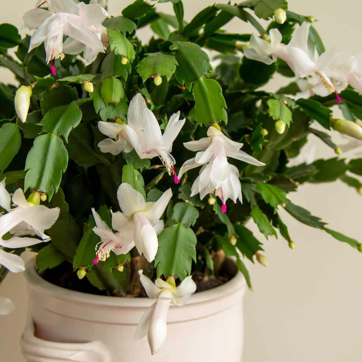 Schlumbergera spp. - Holiday Cactus (Christmas Cactus)