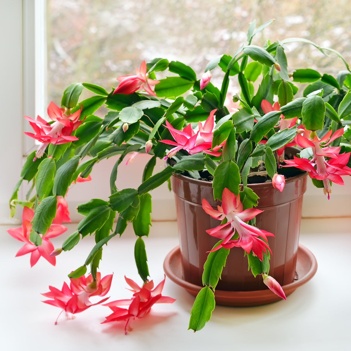 Schlumbergera spp. - Holiday Cactus (Christmas Cactus)