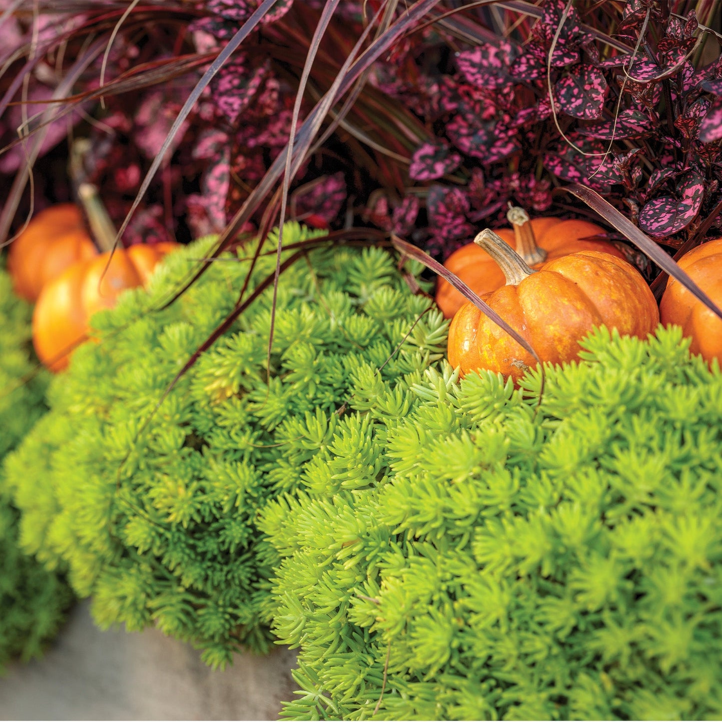 Lemon Coral' Sedum