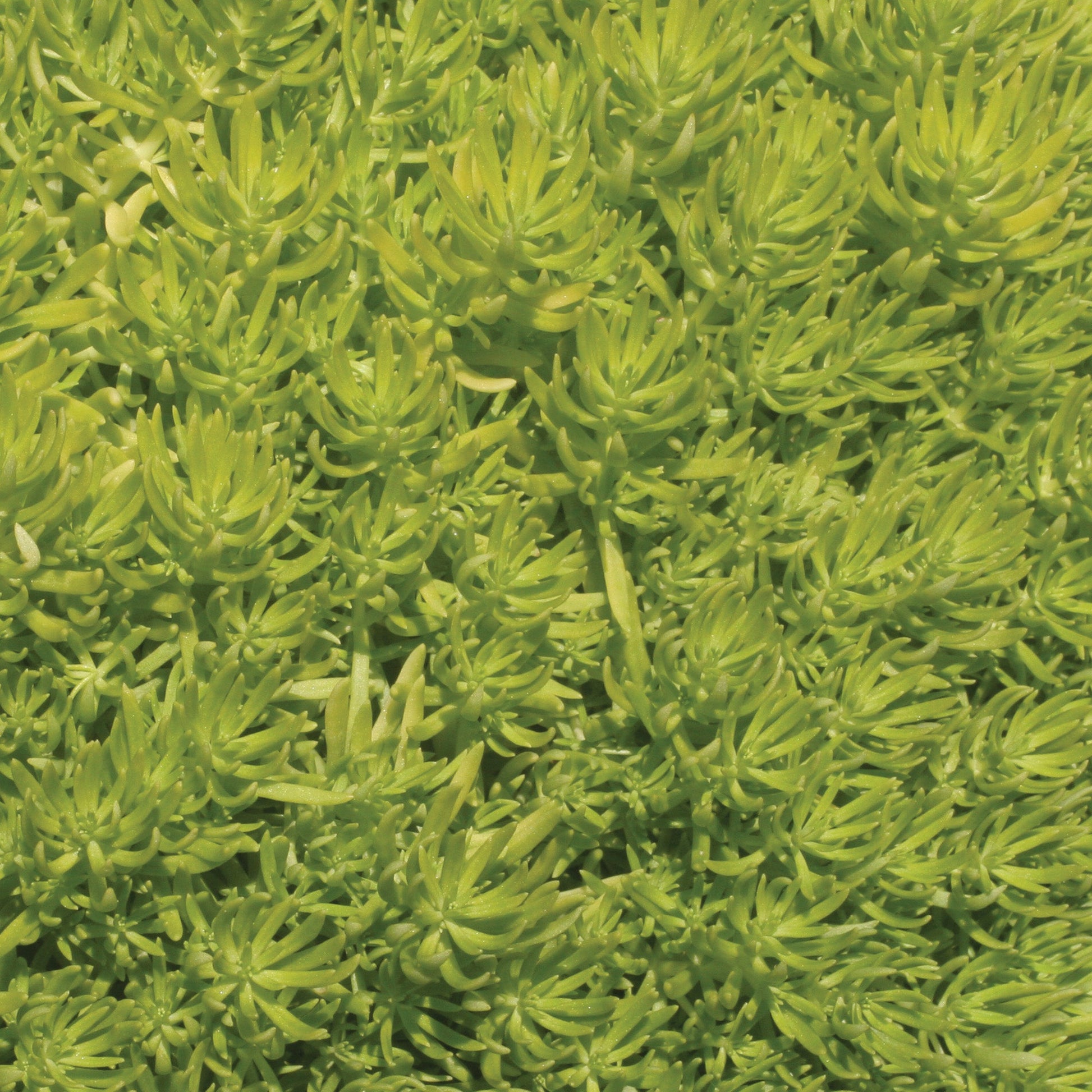 lemon jade sedum plant Vibrant Neon Color | Lemon Coral Stonecrop