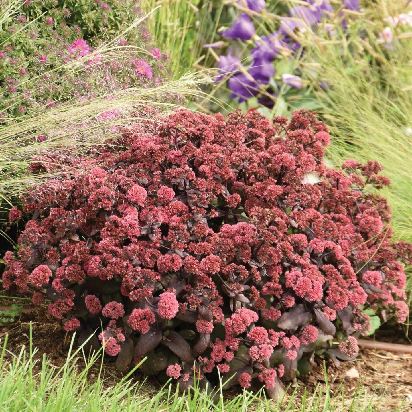 Orpin ROCK 'N GROW® 'Midnight Velvet'