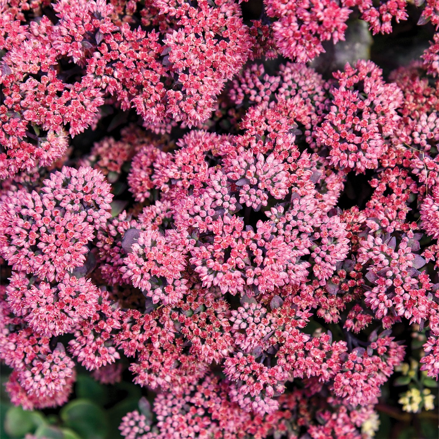 ROCK 'N GROW® 'Midnight Velvet' Stonecrop 