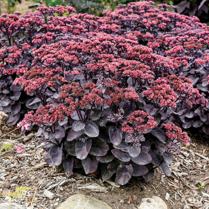 Orpin ROCK 'N GROW® 'Midnight Velvet'