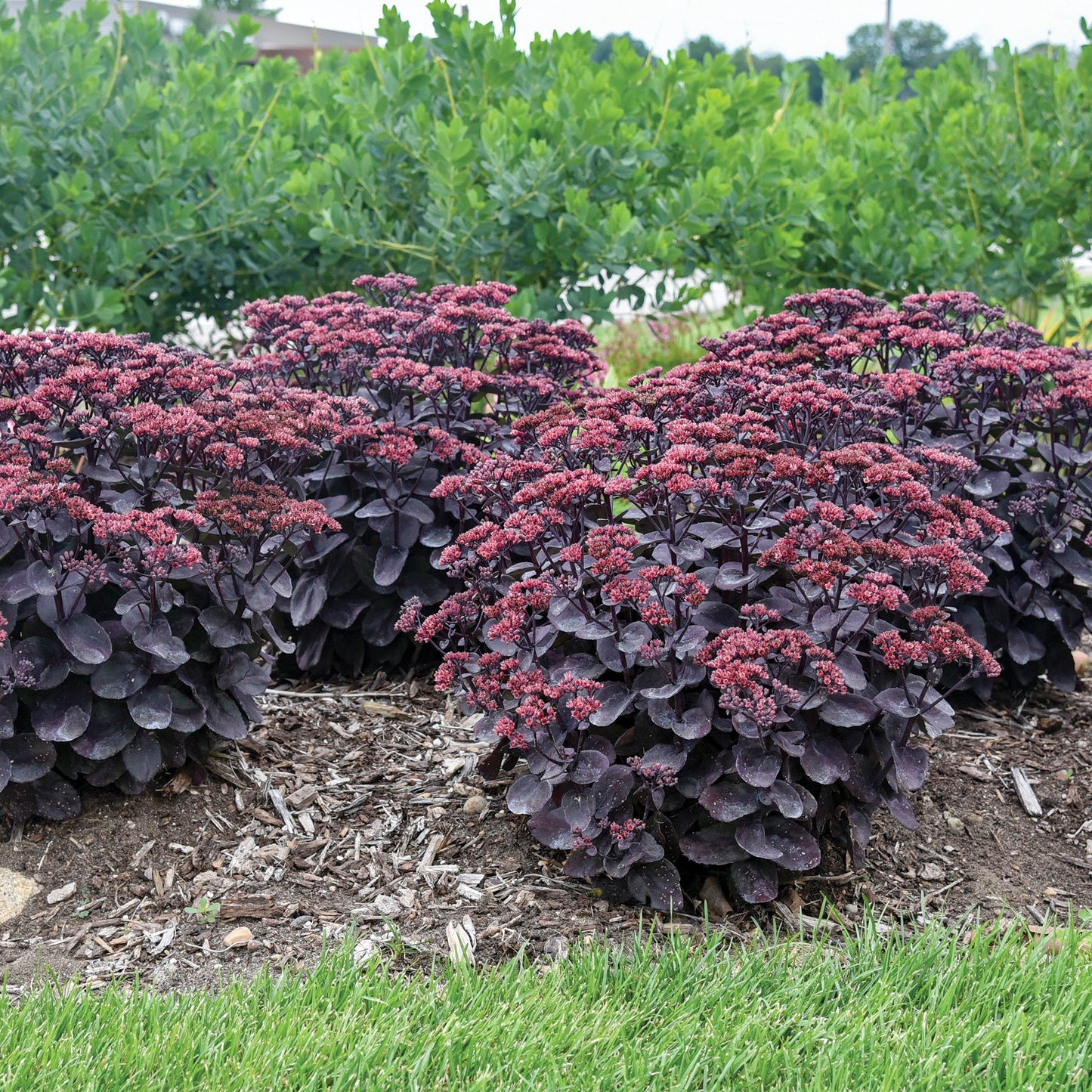 ROCK 'N GROW® 'Midnight Velvet' Stonecrop 