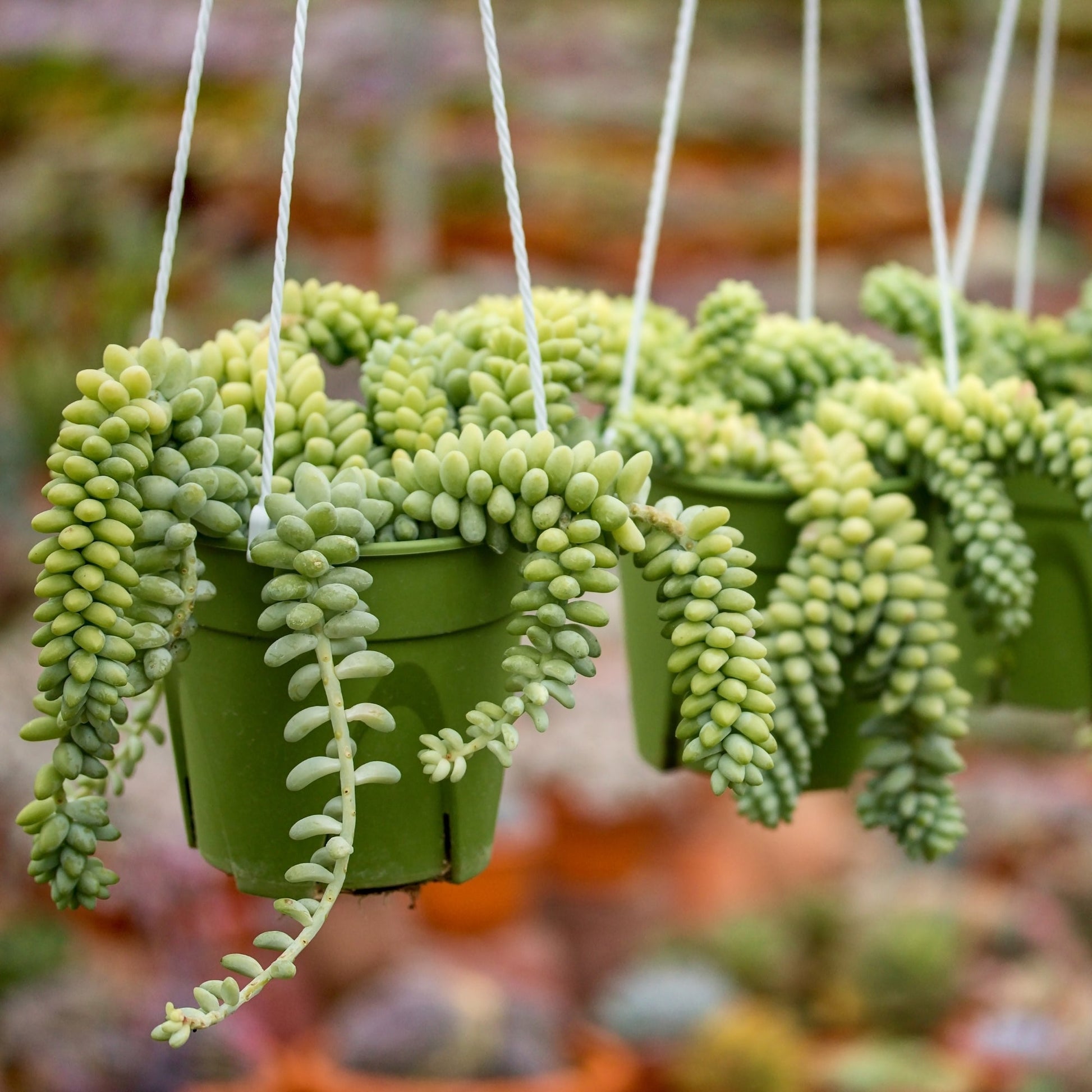 succulent burrito plant Burro's Tail – Jardineries Botanix
