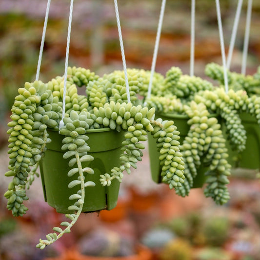 Burro's Tail