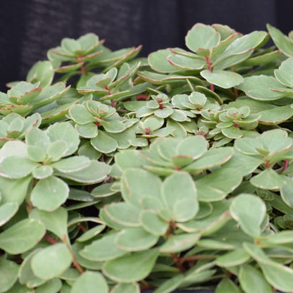 Variegatum' Kamtchatka Stonecrop