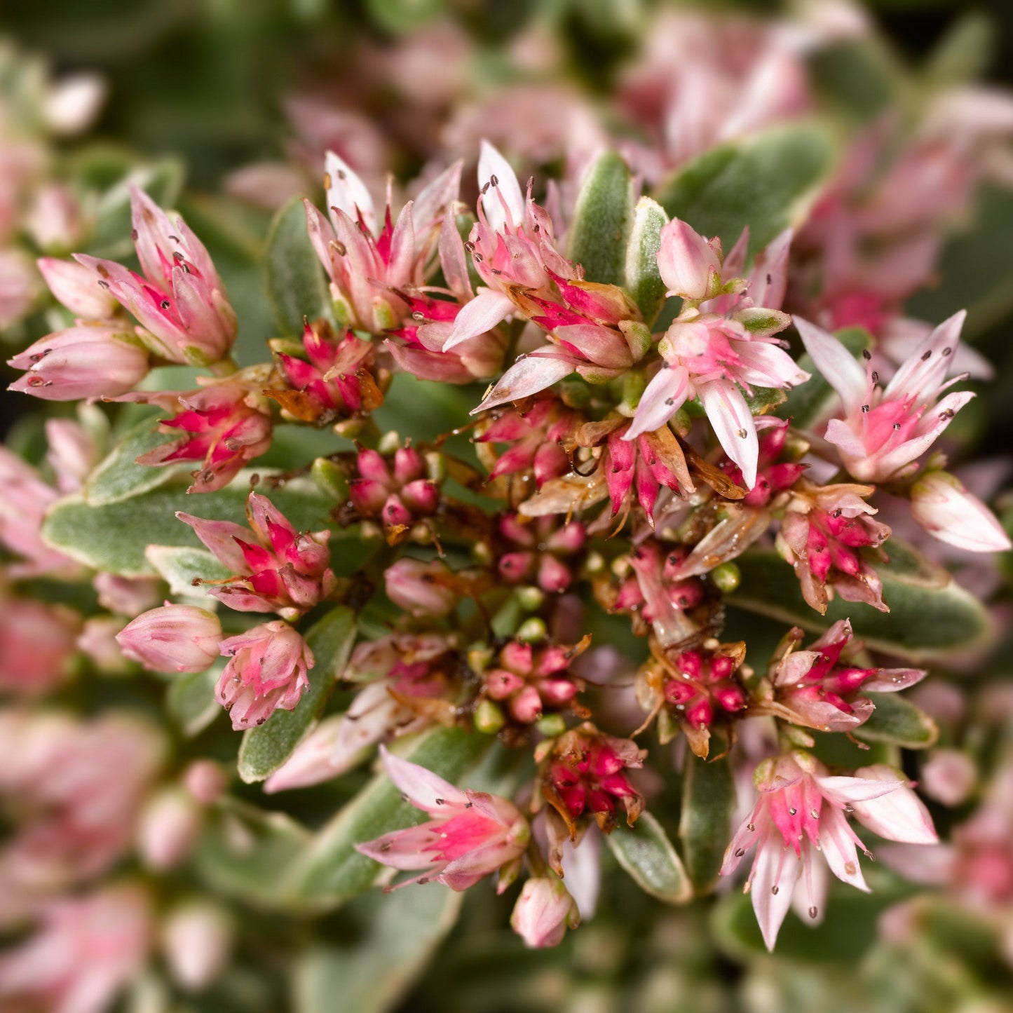 Variegatum' Kamtchatka Stonecrop