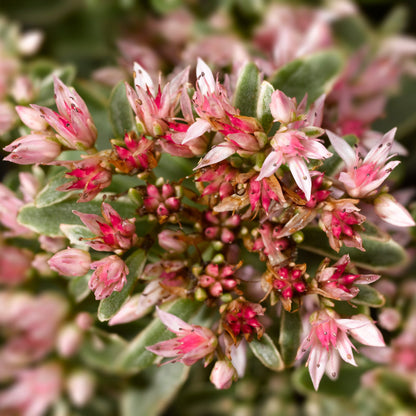 Variegatum' Kamtchatka Stonecrop