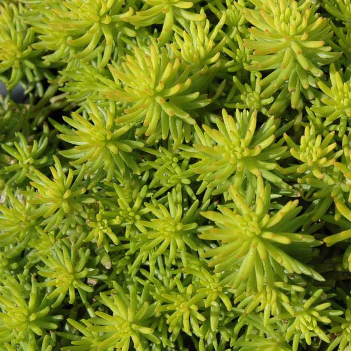 Orpin 'Angelina' | Couvre-sol Jaune Éclatant | Sedum reflexum ...