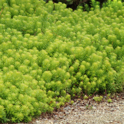 Angelina' Stonecrop