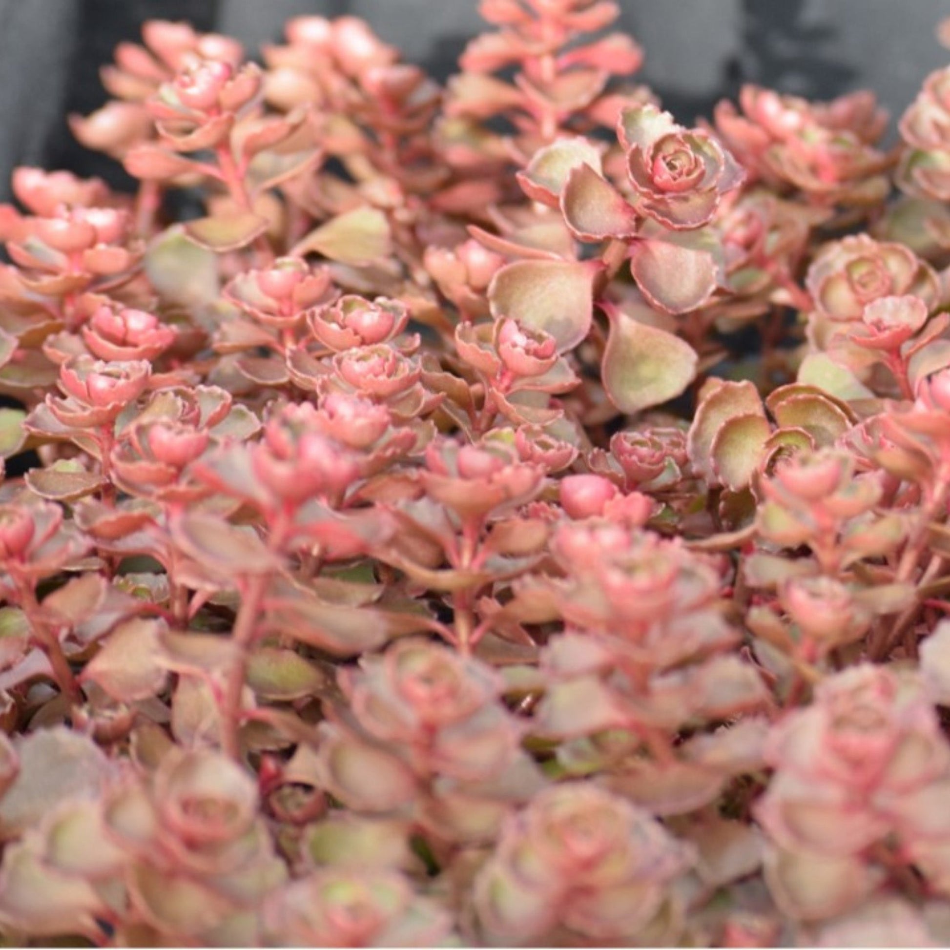 dragon's blood succulent propagation Dragon's Blood' Stonecrop – Jardineries Botanix
