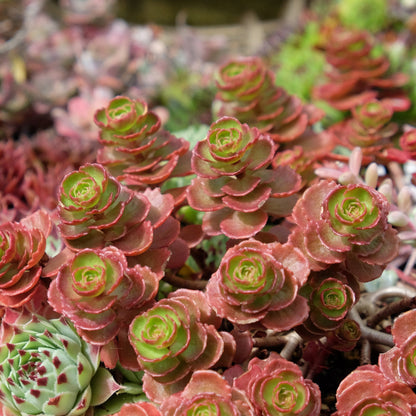 Dragon's Blood' Stonecrop