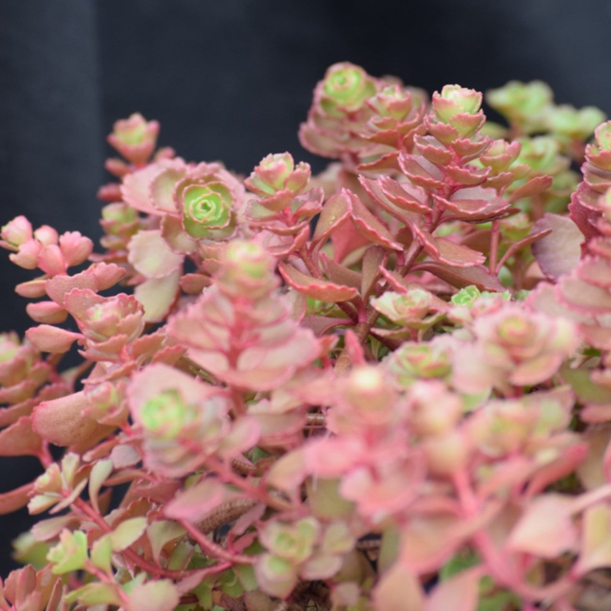 carpet sedum succulent Red Carpet' Stonecrop – Jardineries Botanix