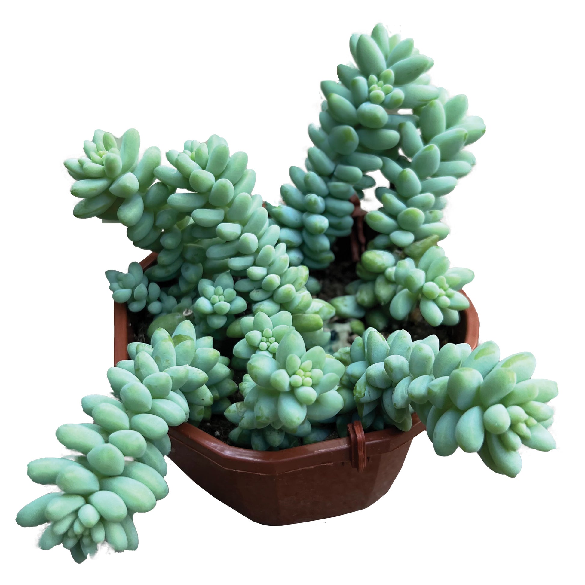donkey tail burrito succulent Burro's Tail – Jardineries Botanix