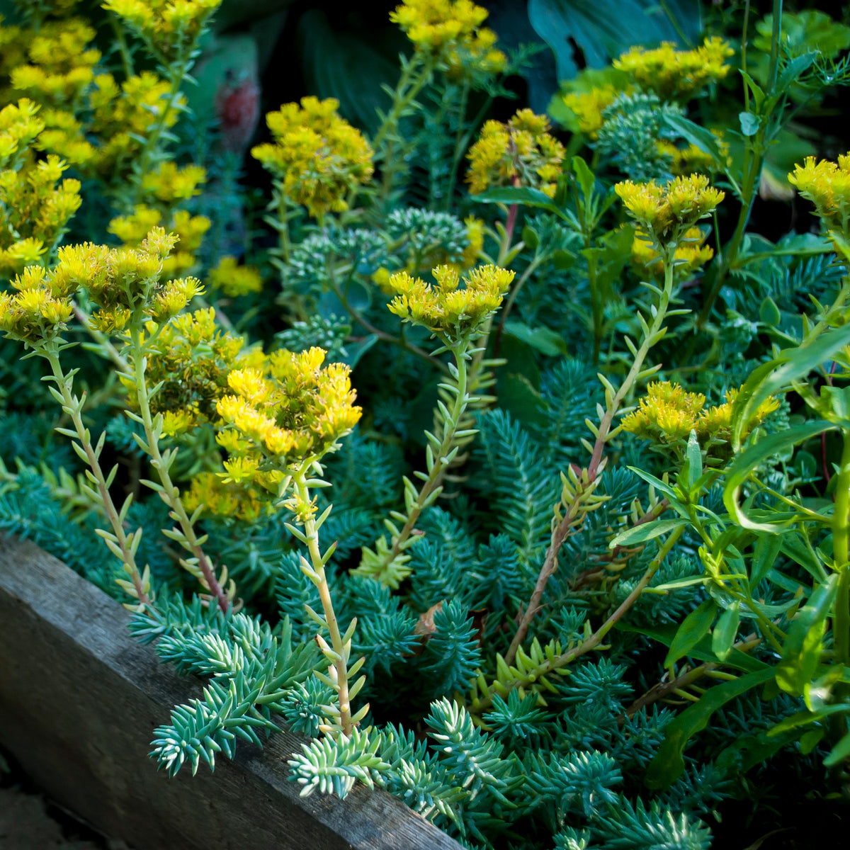Orpin 'Blue Spruce' | Couvre-sol Persistant pour Rocaille | Sedum ...