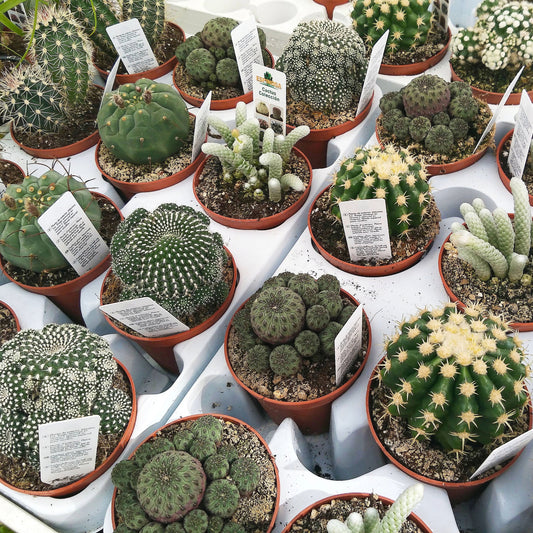 Assortiment de cactus