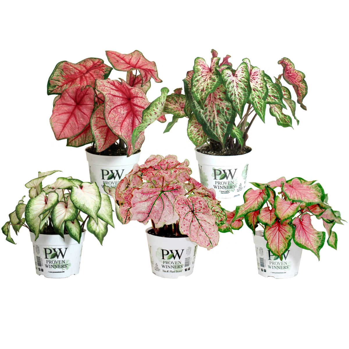 elephant ear caladium house plant Sélection Caladium Fancy & Strap : Feuillage Coloré Éclatant