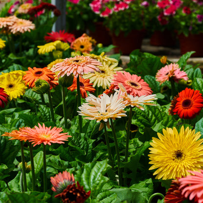 Sélection de Gerberas colorées